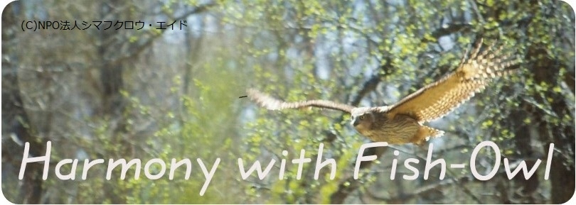 シマフクロウの写真