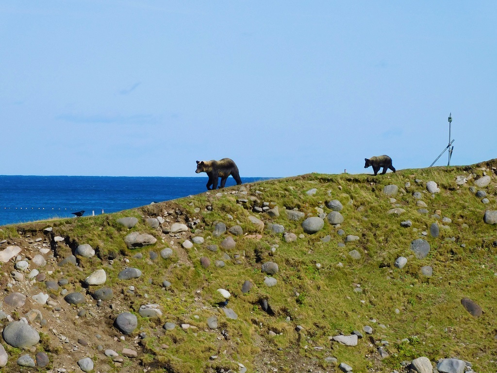 ヒグマの親子の画像