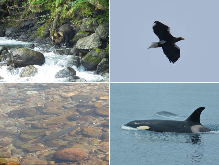 知床の生物多様性