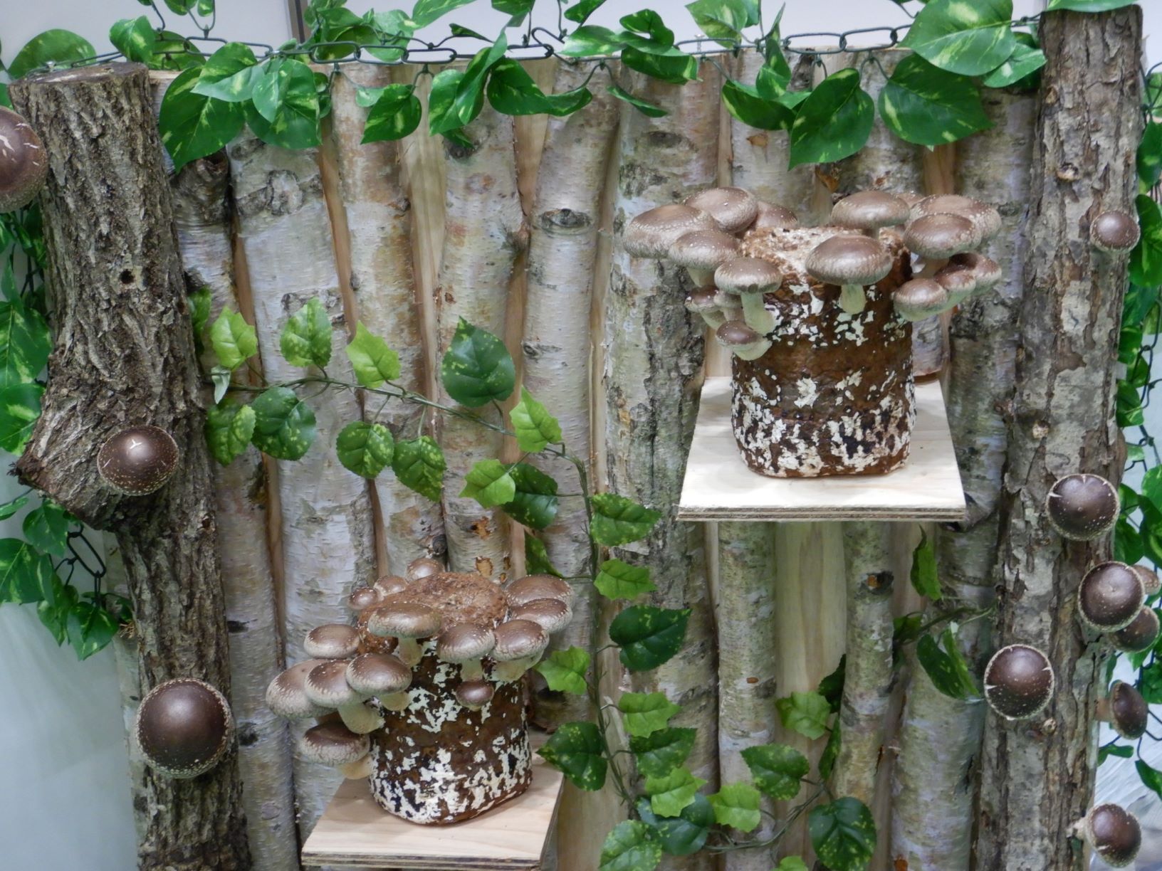 原木しいたけの写真