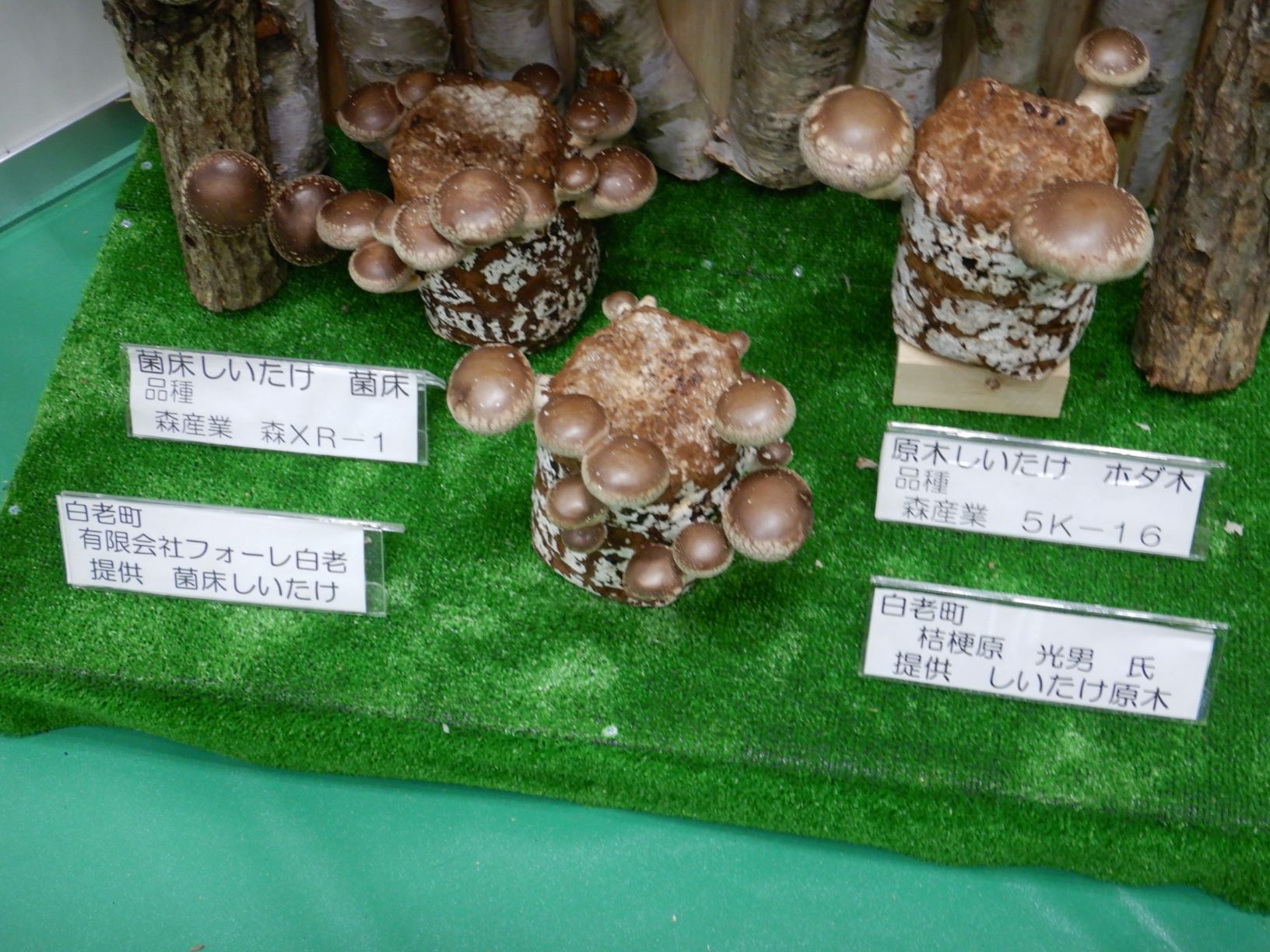 菌床しいたけの写真