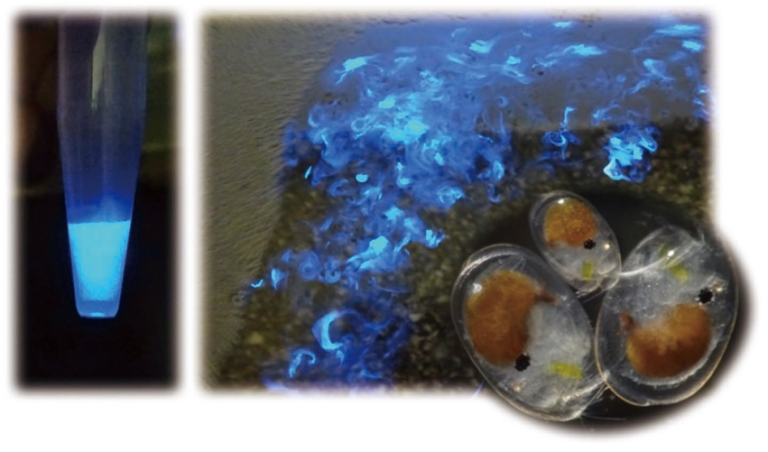 産総研ウミホタル