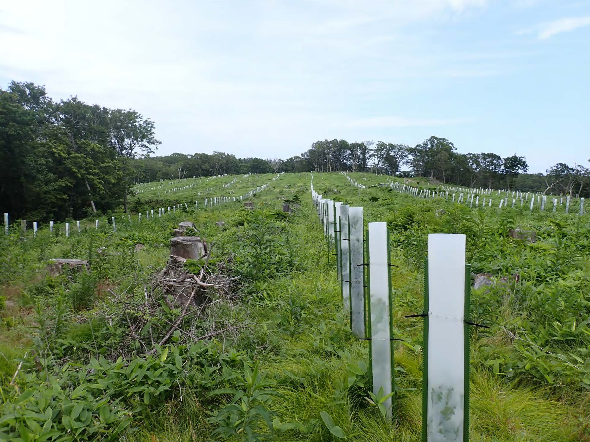 苗木食害防止用保護チューブ