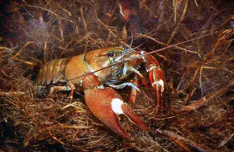 ウチダザリガニ