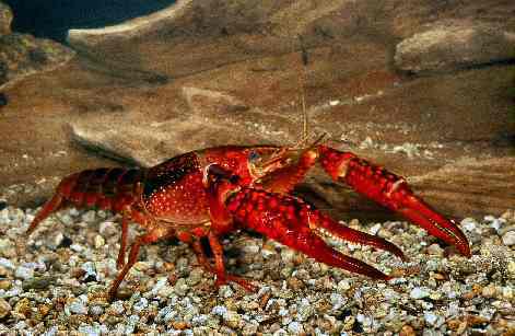 アメリカザリガニ