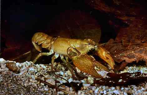 ニホンザリガニ