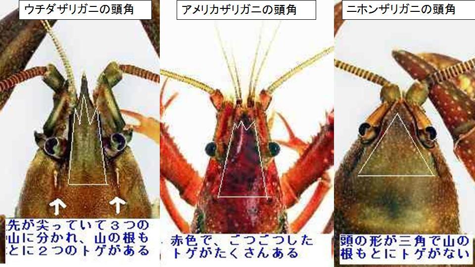 ウチダザリガニ、アメリカザリガニ、ニホンザリガニの頭角の比較