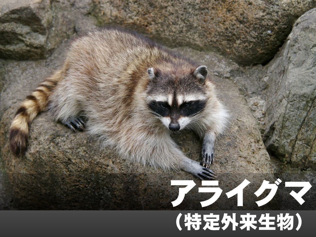 アライグマ（特定外来生物）