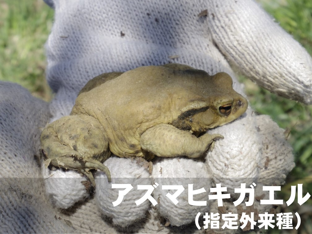 アズマヒキガエル（指定外来種）