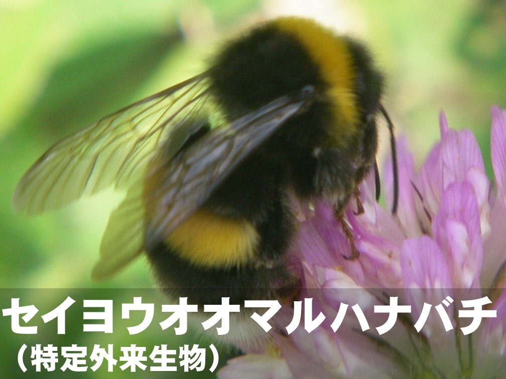 セイヨウオオマルハナバチ（特定外来生物）
