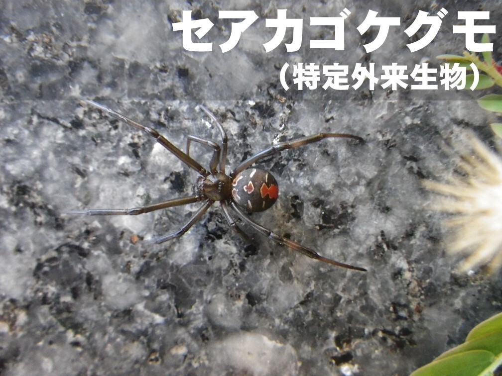 セアカゴケグモ（特定外来生物）