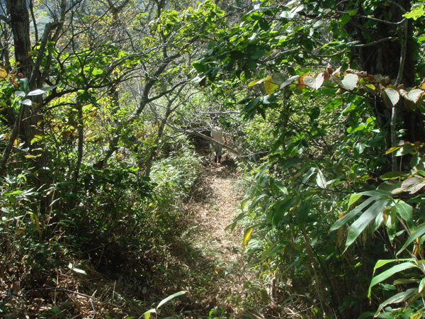 林内には遊歩道があり、毎年草刈りをしています。