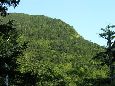 設定区域の手前から撮影した写真です。キタゴヨウは沢付近や急傾斜地に生育しています。