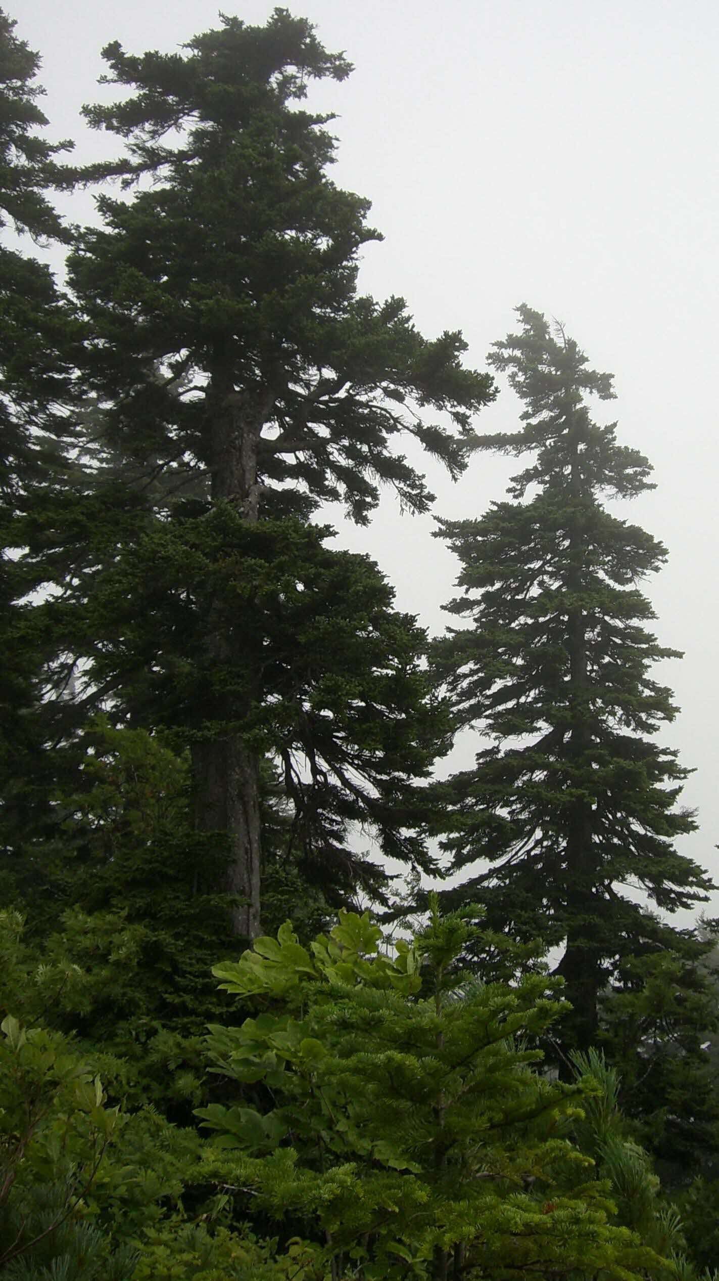 西限のアカエゾマツ