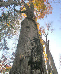 ミズナラの巨木。胸高直径138センチメートル