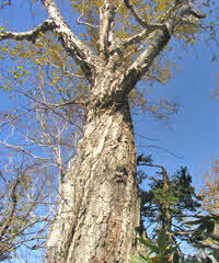 ダケカンバの巨木。胸高直径120センチメートル