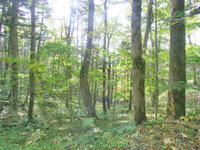 シナノキやトドマツの後継樹が育っており、更新が期待できる箇所です。