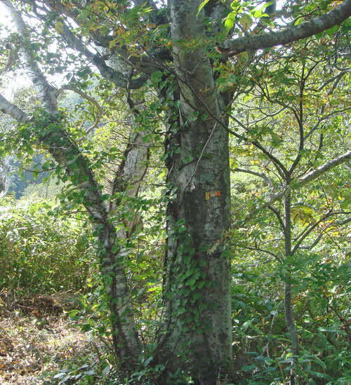 区域南端のブナ（境界明示木）