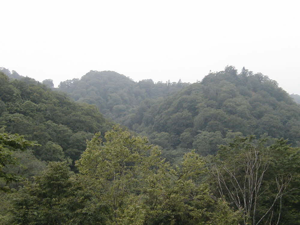 設定区域の手前から撮影した写真です。沢の両岸の尾根までが設定区域となっています。