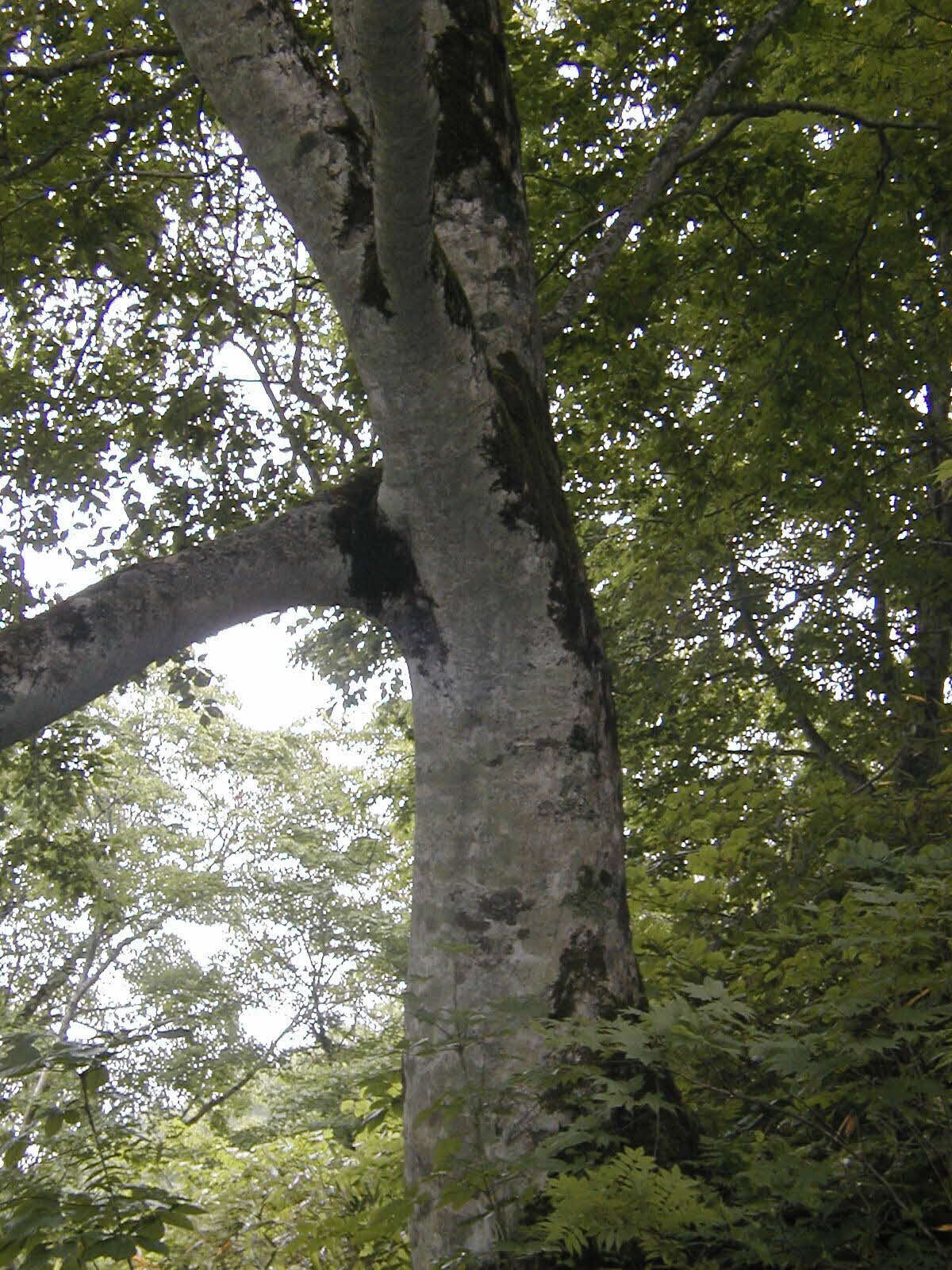 ブナ巨木です。胸高直径が100センチメートルです。