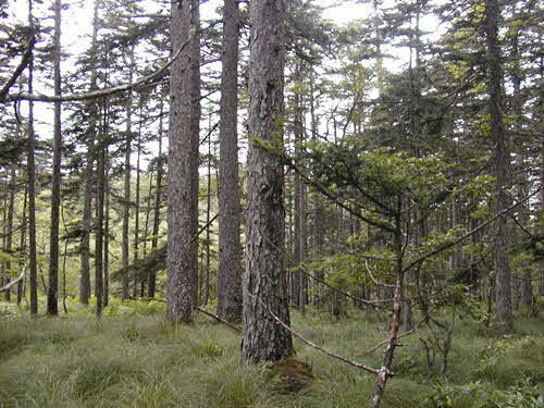 平成12年調査で胸高直径112センチメートルのアカエゾマツが確認されています。