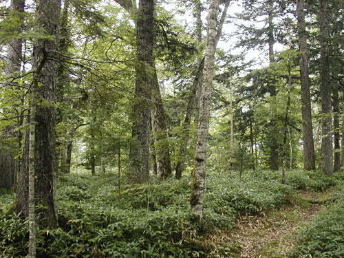 林床がミヤコザサの箇所もあります。