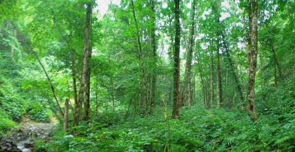 設定箇所は、2団地となっていますが、この森林は奥側の箇所です。