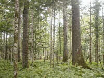 設定区域の林況です。シロエゾマツとトドマツが確認できます。