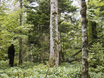 中央に見える灰色の樹皮の木がシロエゾマツです。