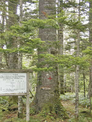 シロエゾマツ大径木です。胸高直径が86センチメートルです。