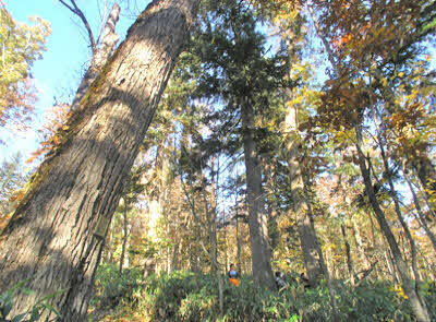 林内には遊歩道が整備されていますので、散策することができます。
