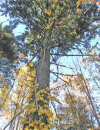 エゾマツの巨木です。