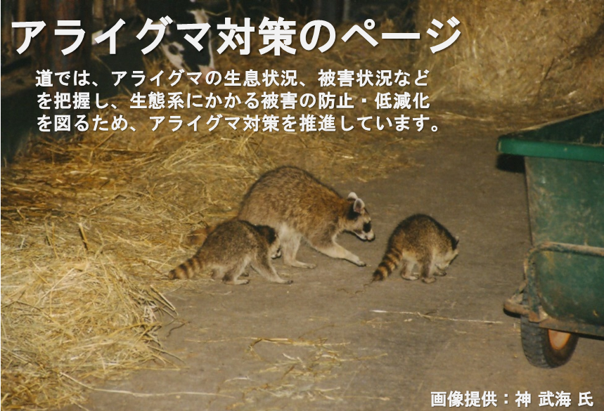 アライグマ対策のページ