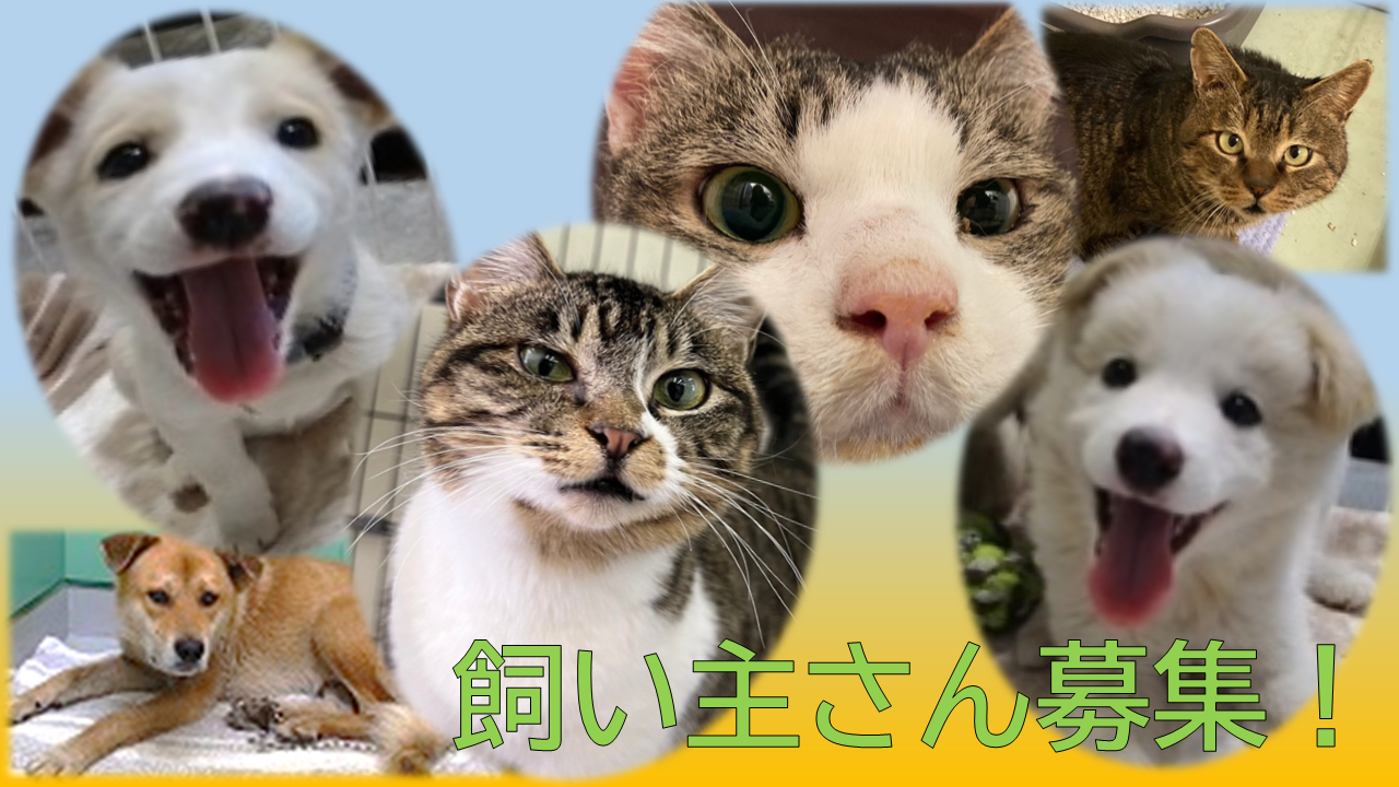 飼い主さん募集！
