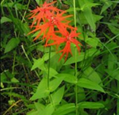 エンビセンノウ（Cr）