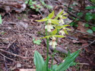 キンセイラン（En）