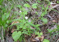 クシロワチガイソウ（Vu）