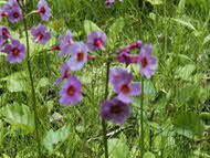 クリンソウ（Vu）