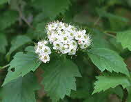 クロミサンザシ（Cr）