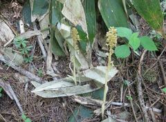 サカネラン（Cr）