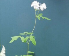 ナガバカラマツ（Vu）