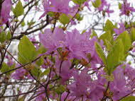 ヒダカミツバツツジ（Cr）