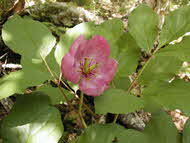 ベニバナヤマシャクヤク（En）