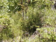 ミヤマビャクシン（Vu）