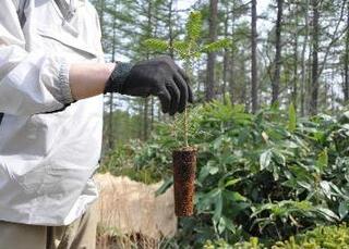 取り出したコンテナ苗木