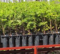 マルチキャビティ