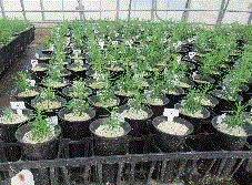 北海道型コンテナ