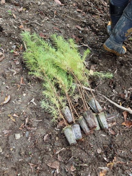 不織布を使用したコンテナ苗