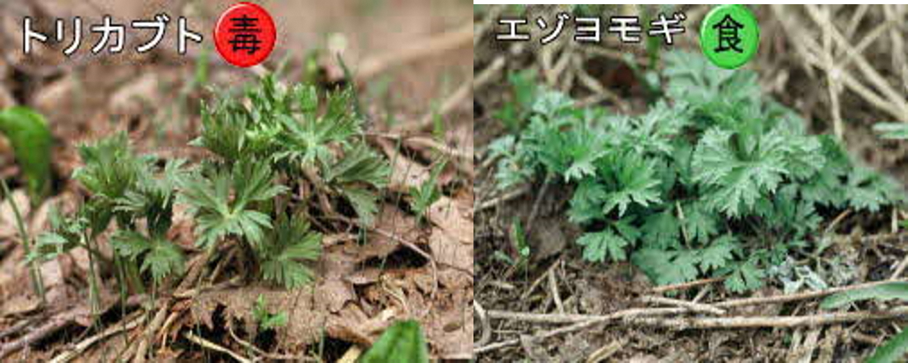 誤りやすいトリカブトとエゾヨモギの画像