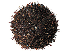 エゾバフンウニ